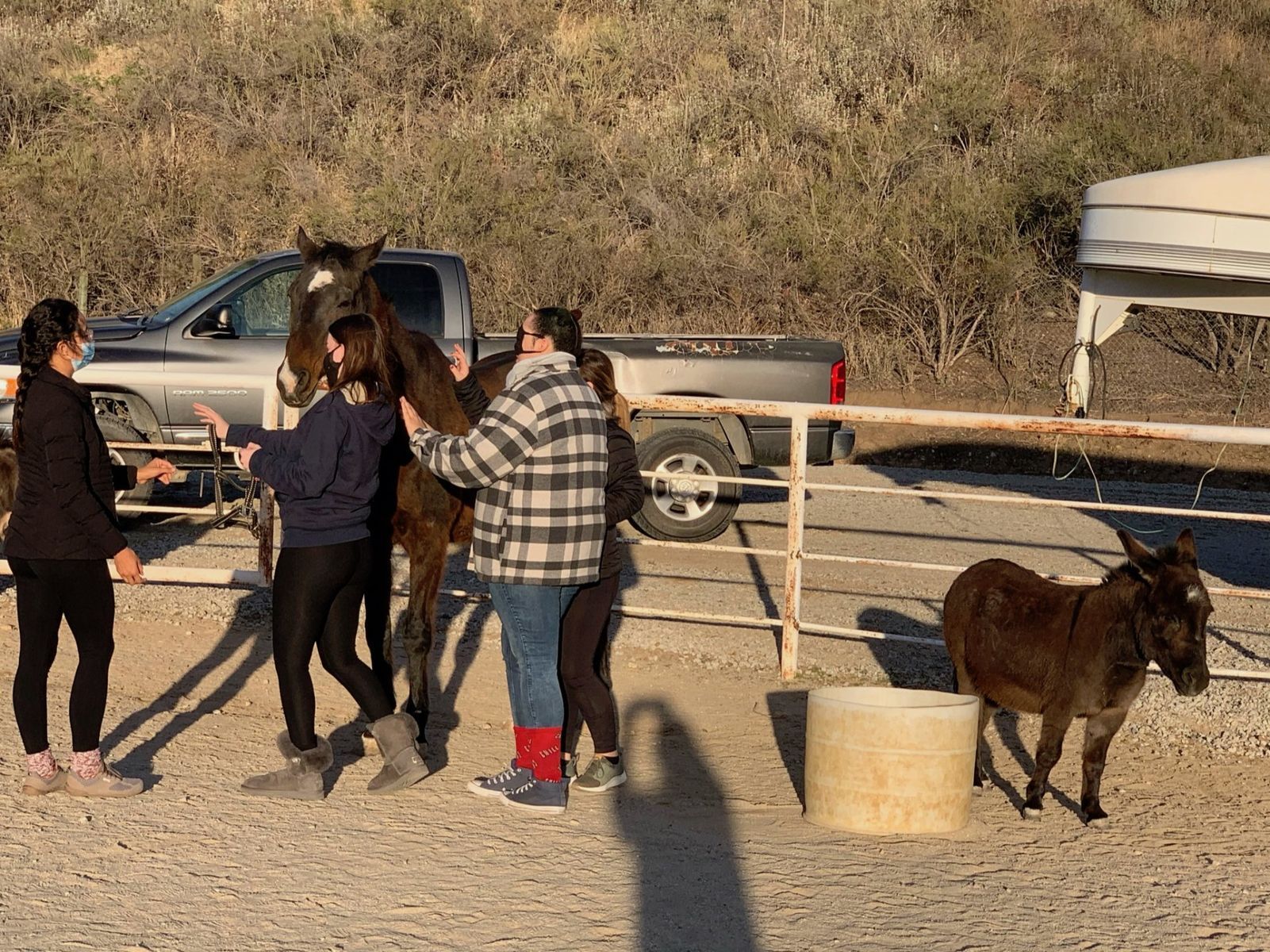 People interacting with a horse and donkey in an outdoor setting, next to a truck and fence.