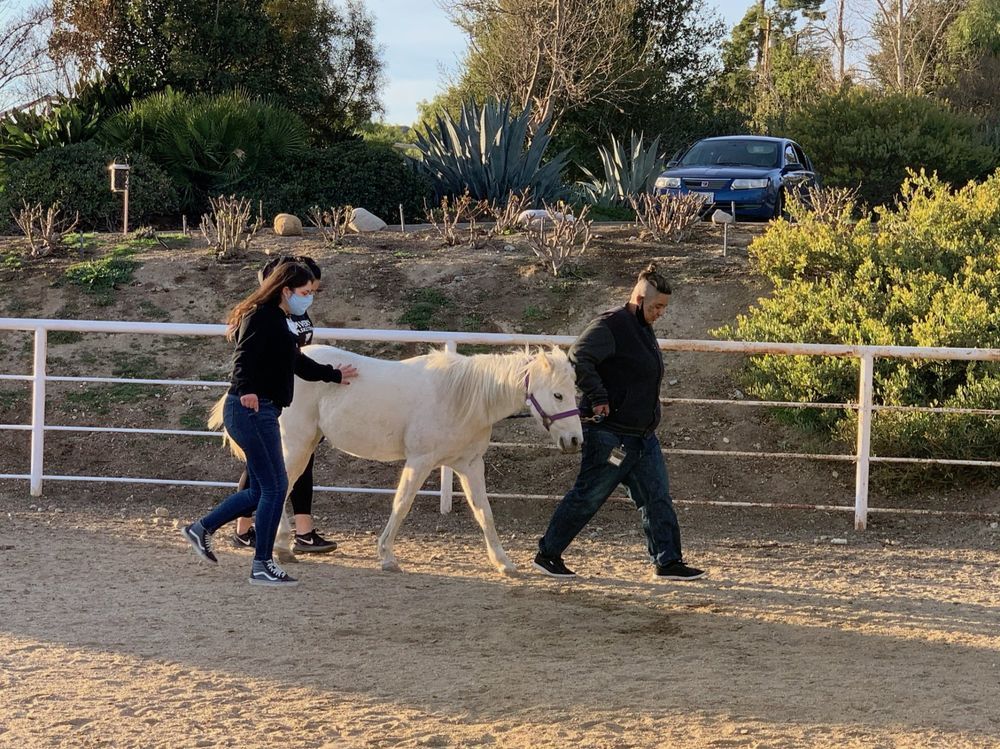 People lead a white miniature horse along a dirt path in an outdoor pen.