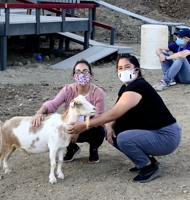 Two women wearing masks pet a goat outdoors; another person watches.