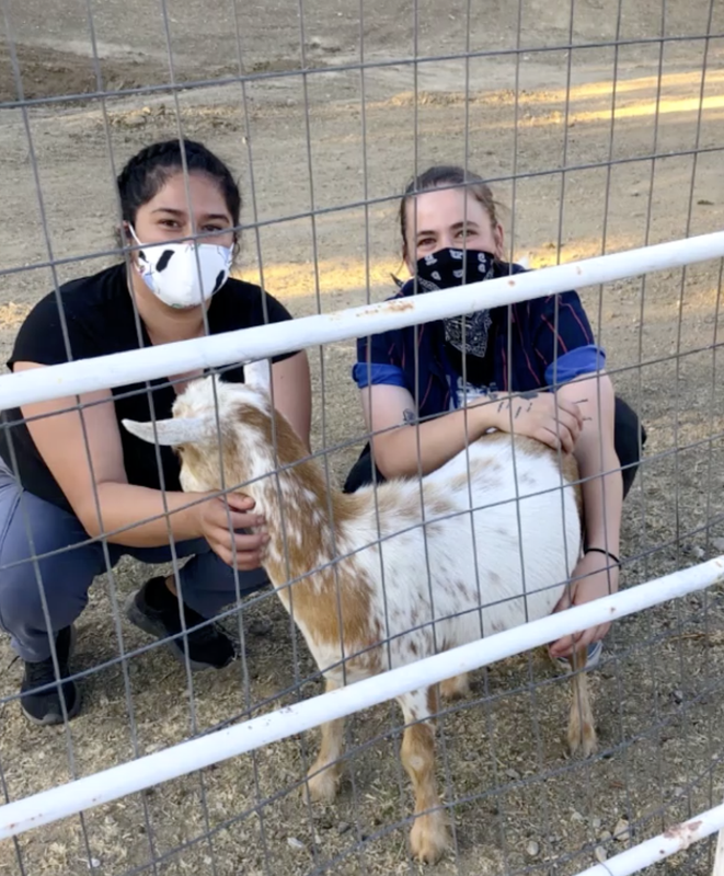 Two people wearing masks crouch with a goat behind a wire fence. The goat has brown and white fur.