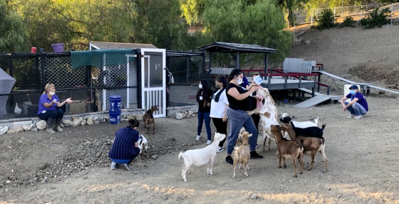 People interact with goats in an outdoor enclosure. A few people wear masks.