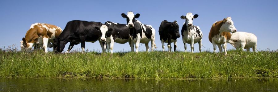 Australian meat products