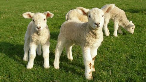 Australian meat products exports