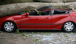 tree trunk fallen on car