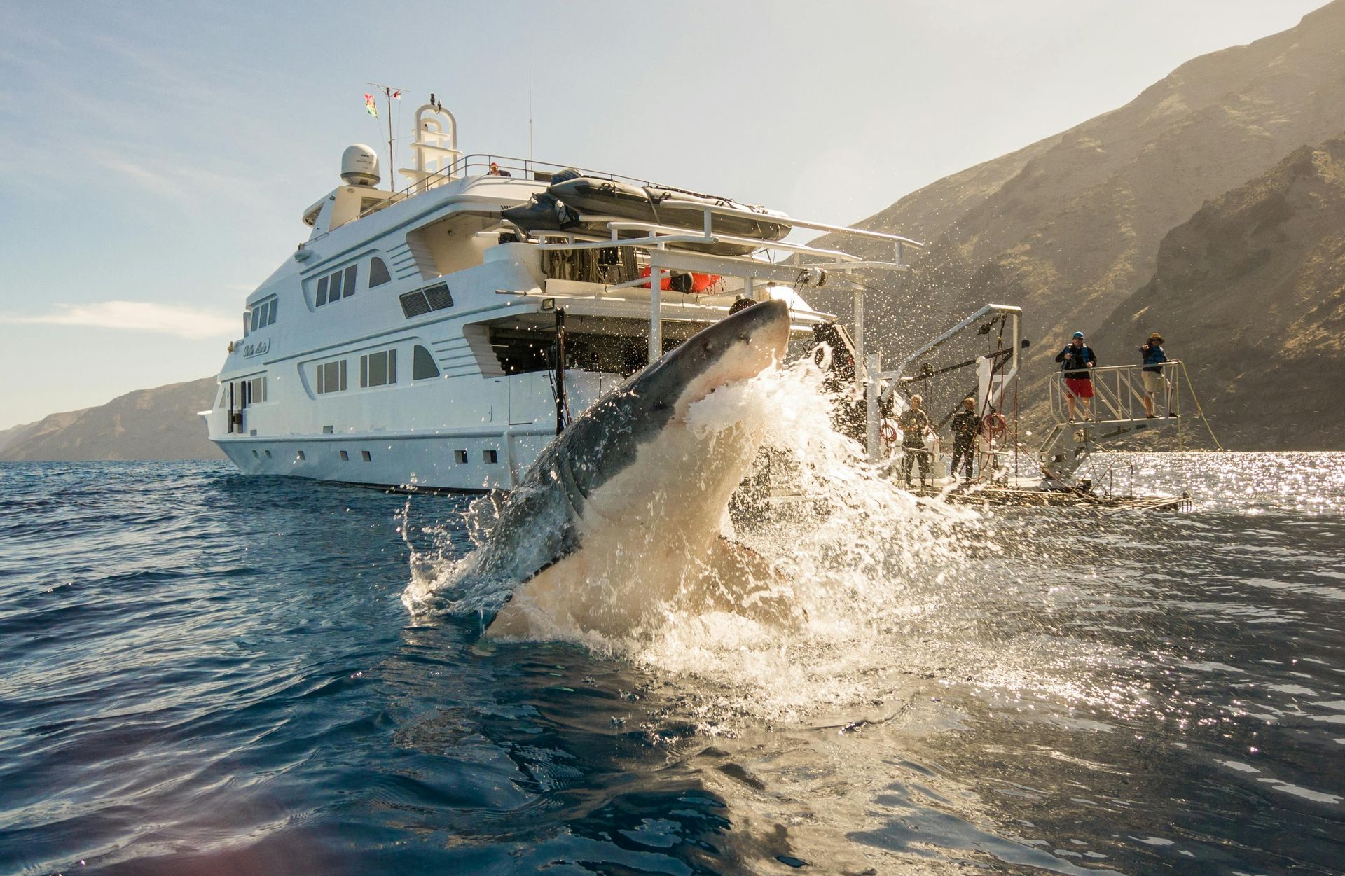Great white shark breaching the water near a large white yacht with people on the deck.