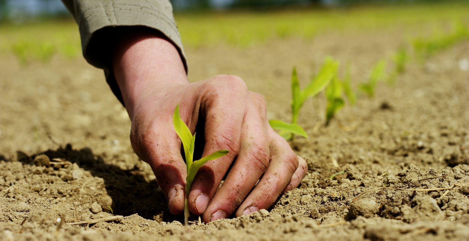 Una persona está plantando una pequeña planta en la tierra.