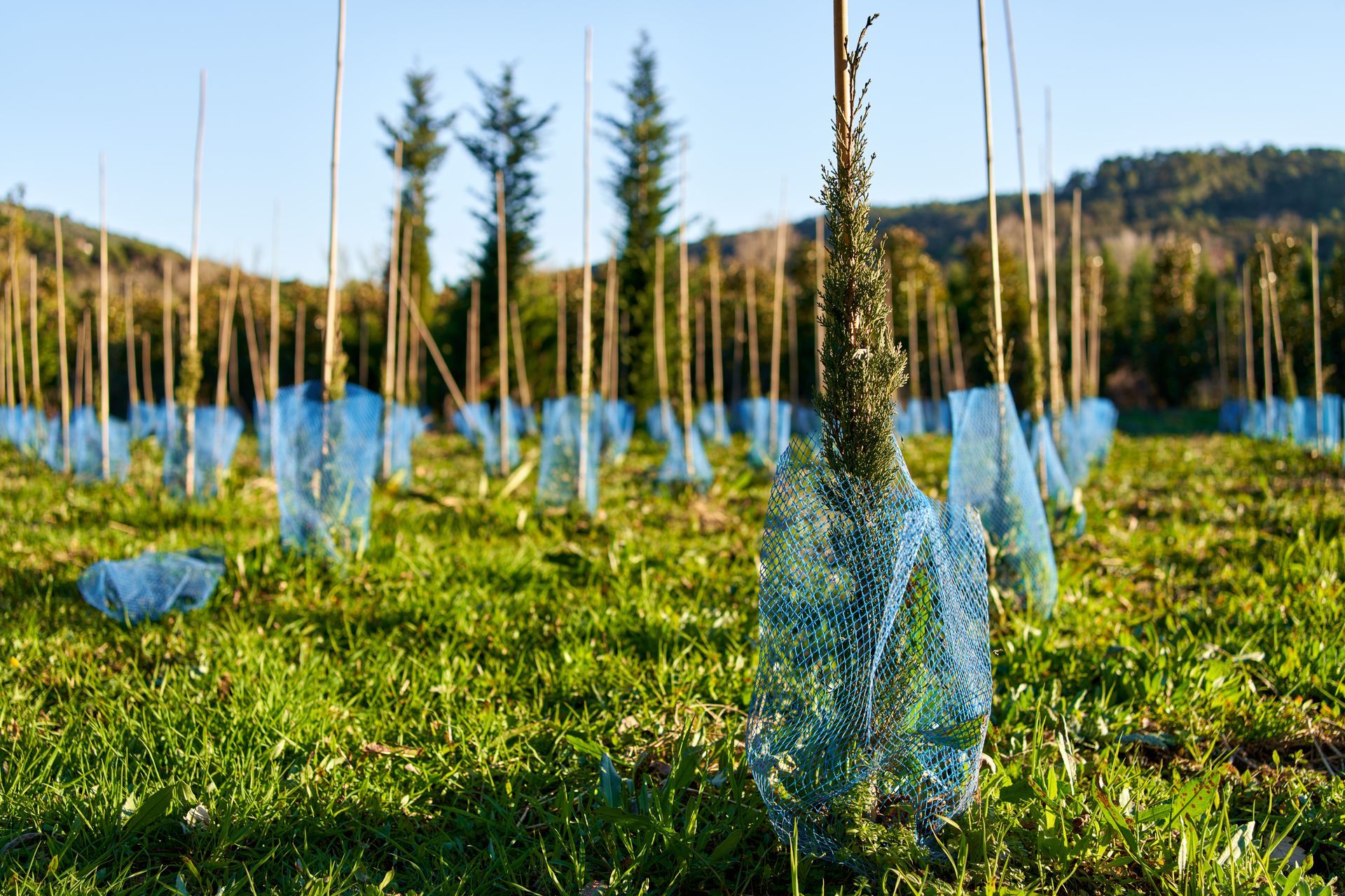Una hilera de árboles en un campo con redes azules a su alrededor.