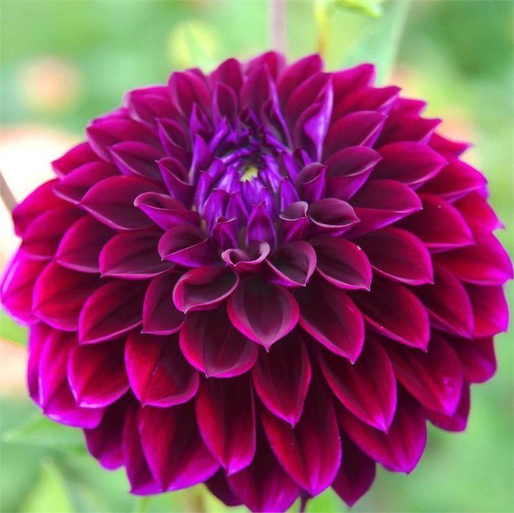 Buy Wholesale Flower Bulbs in Canada Dahlia Tubers Online Shop
