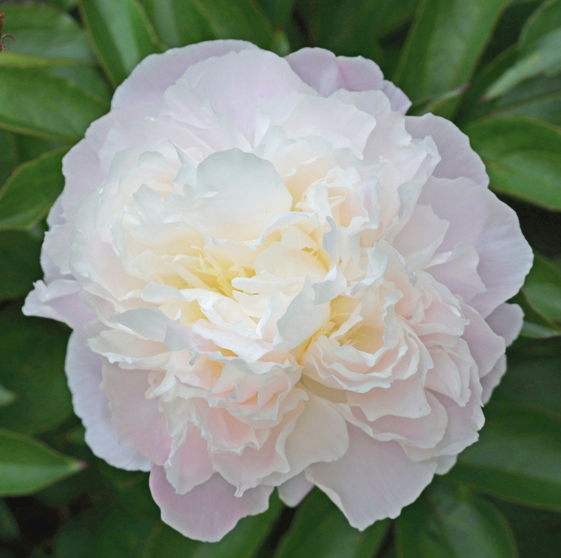 Buy Wholesale Flower Bulbs in Canada Peonies Online Shop