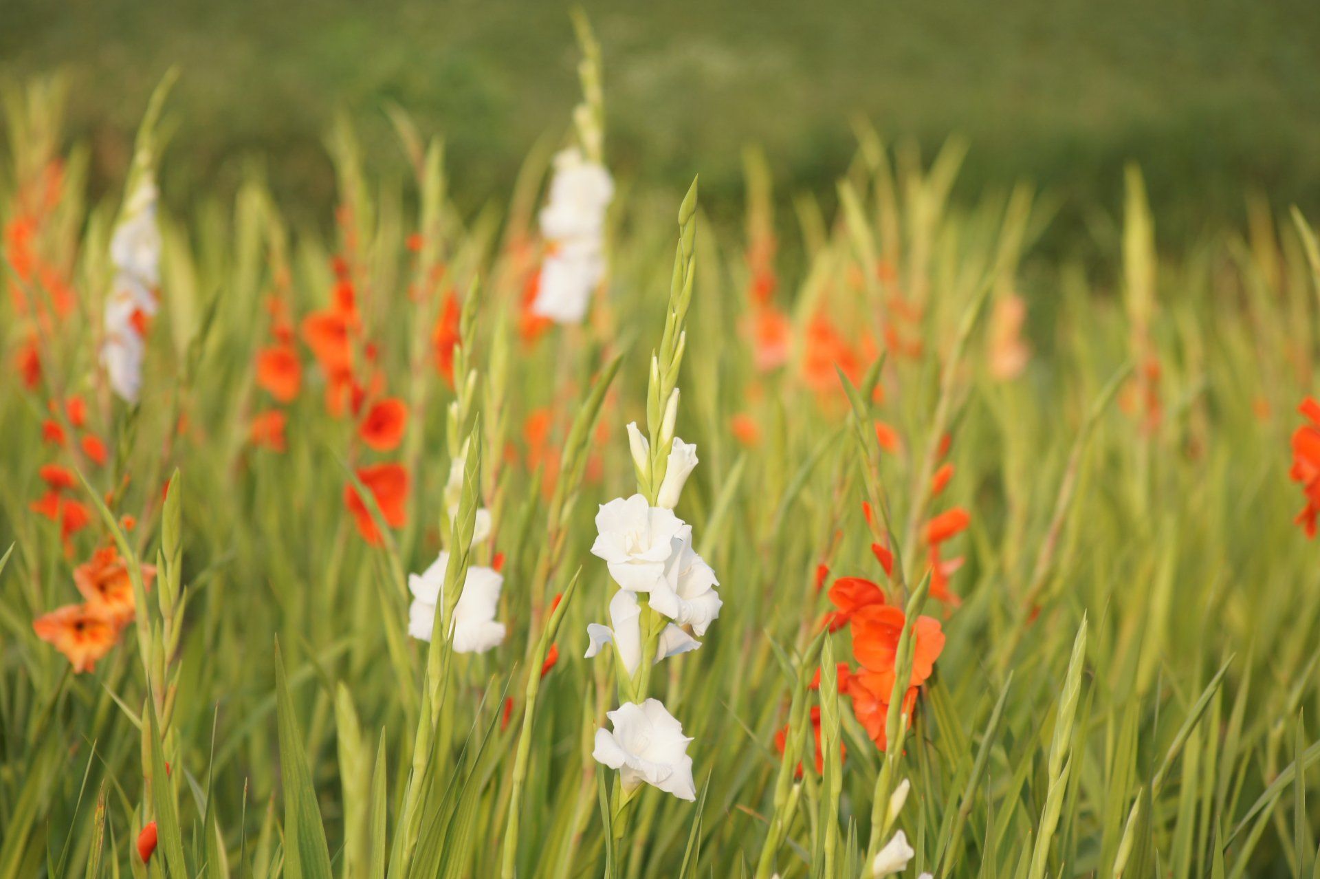 Buy Wholesale Flower Bulbs in Canada Dahlia Tubers Online Shop