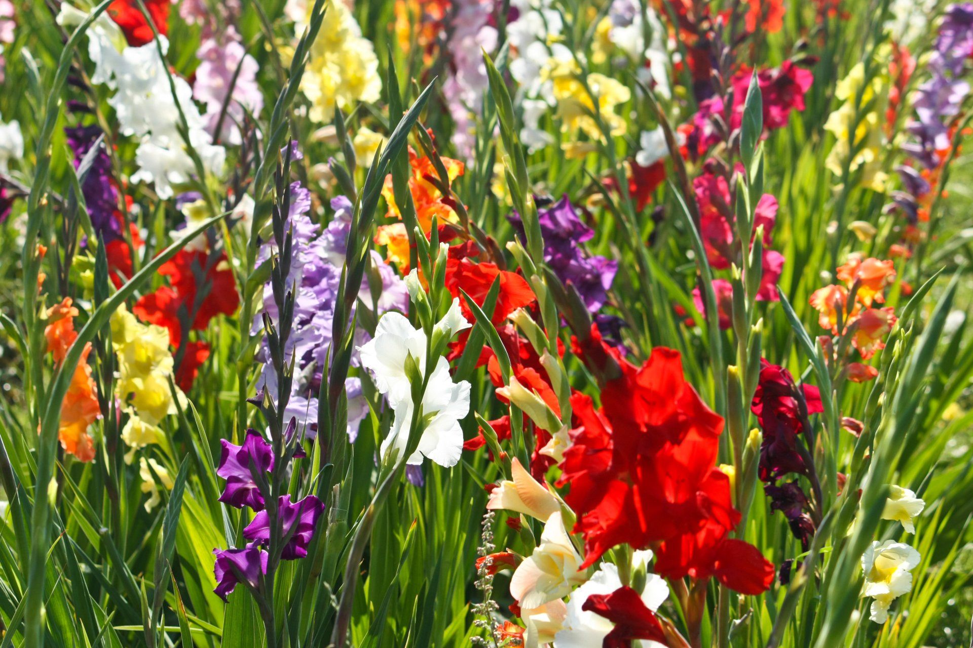 Buy Wholesale Flower Bulbs in Canada Dahlia Tubers Online Shop