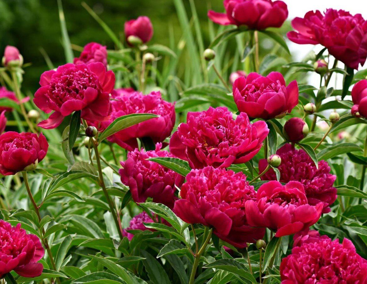 Buy Wholesale Flower Bulbs in Canada Peonies Online Shop