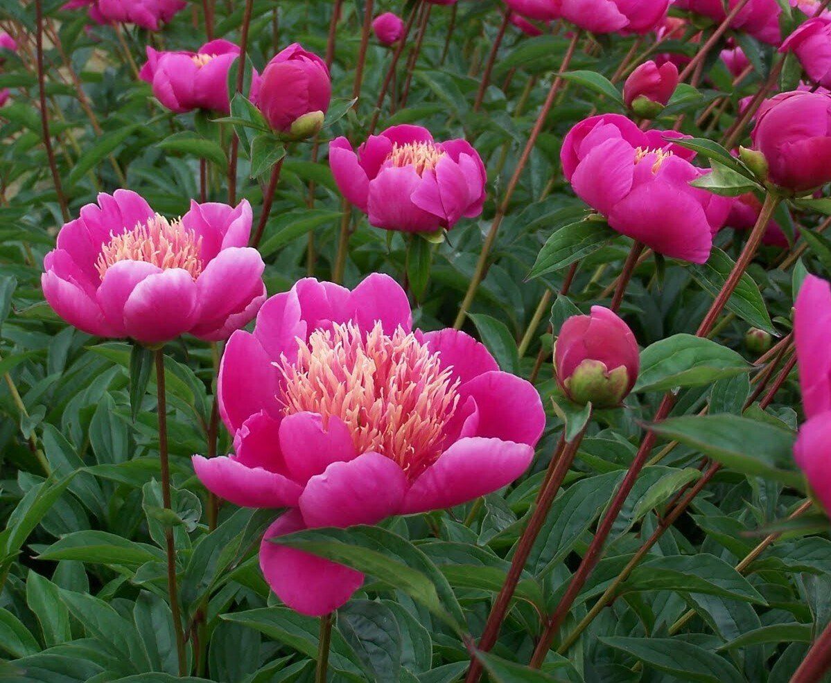 Buy Wholesale Flower Bulbs in Canada - Peonies Online Shop