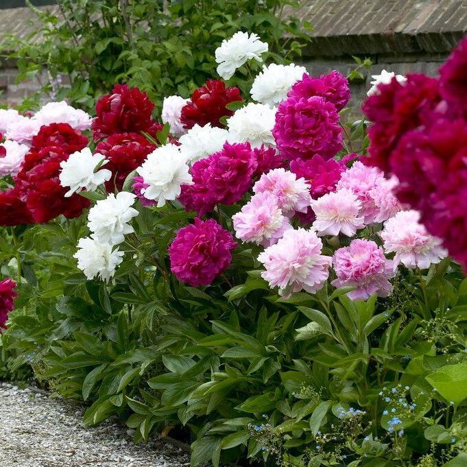 6 mixed peonies from the Dahlia Expert