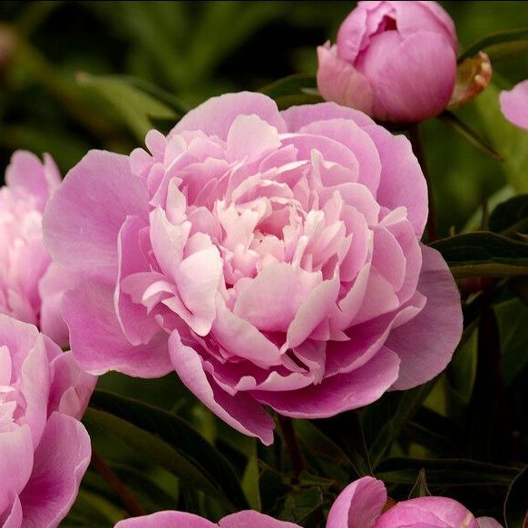 Buy Wholesale Flower Bulbs in Canada - Peonies Online Shop