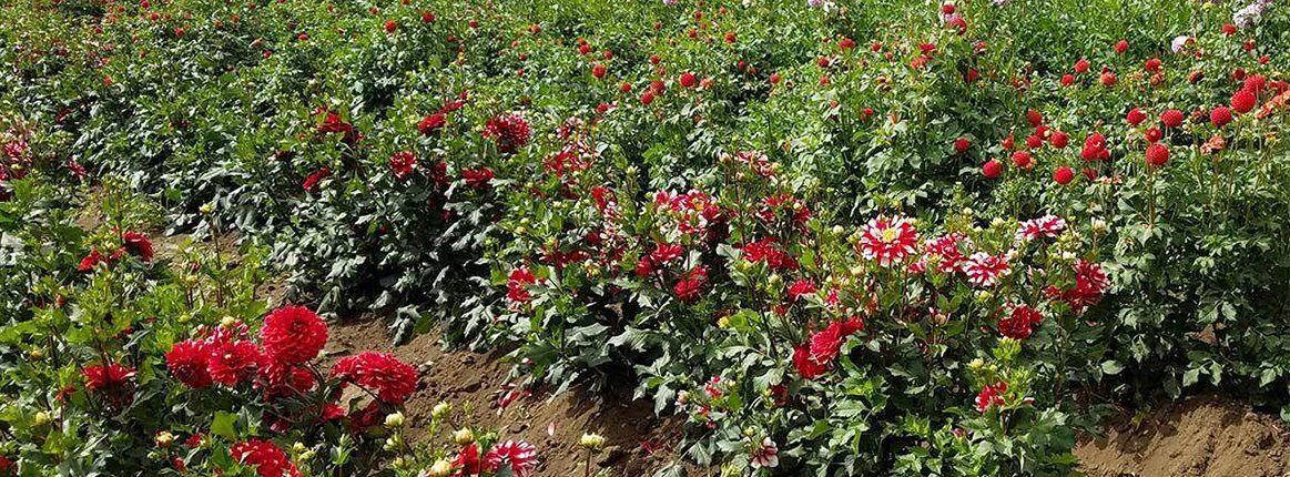 Field of colourful dahlias of The Dahlia Expert