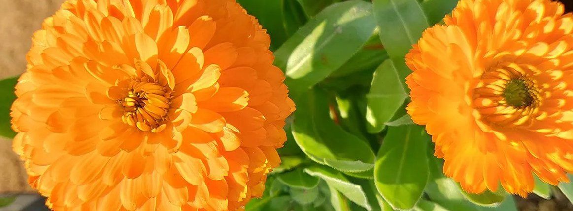 Beautiful Dahlia flower bloom from The Dahlia Expert