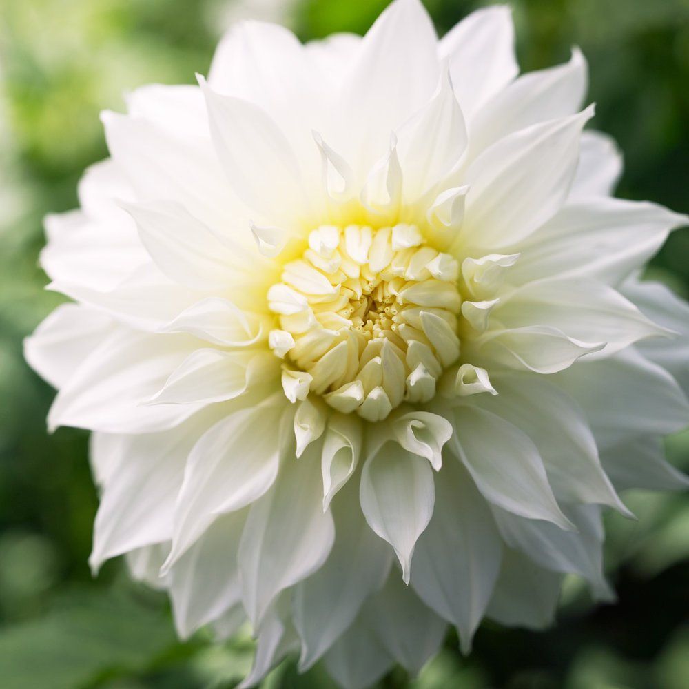 Dahlia Flower Farm in Canada - Planting Dahlia Bulbs & Tubers Online