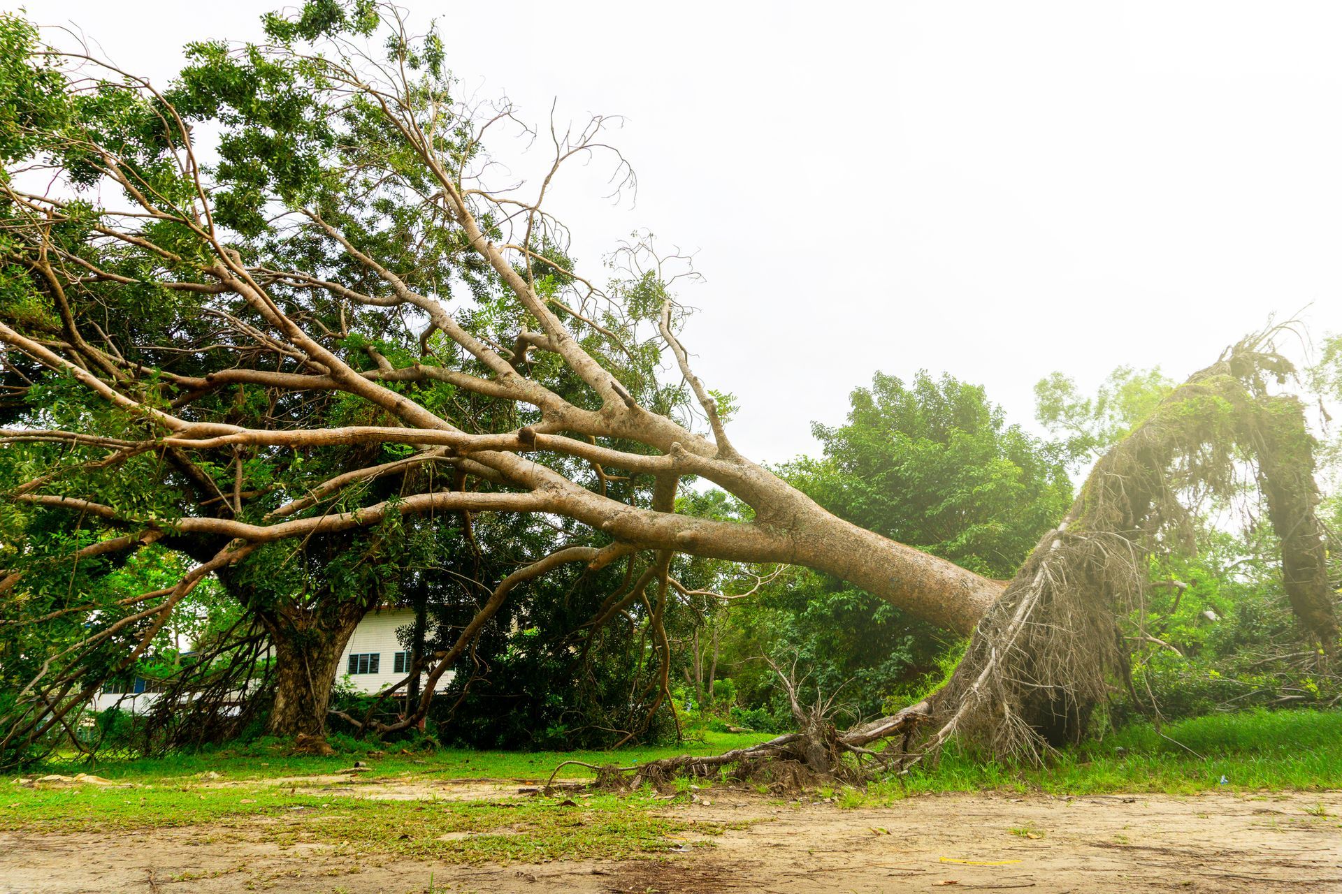 A tree that has fallen on the ground in a field.