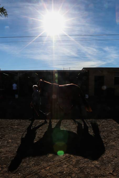 A horse warms up in the paddock area