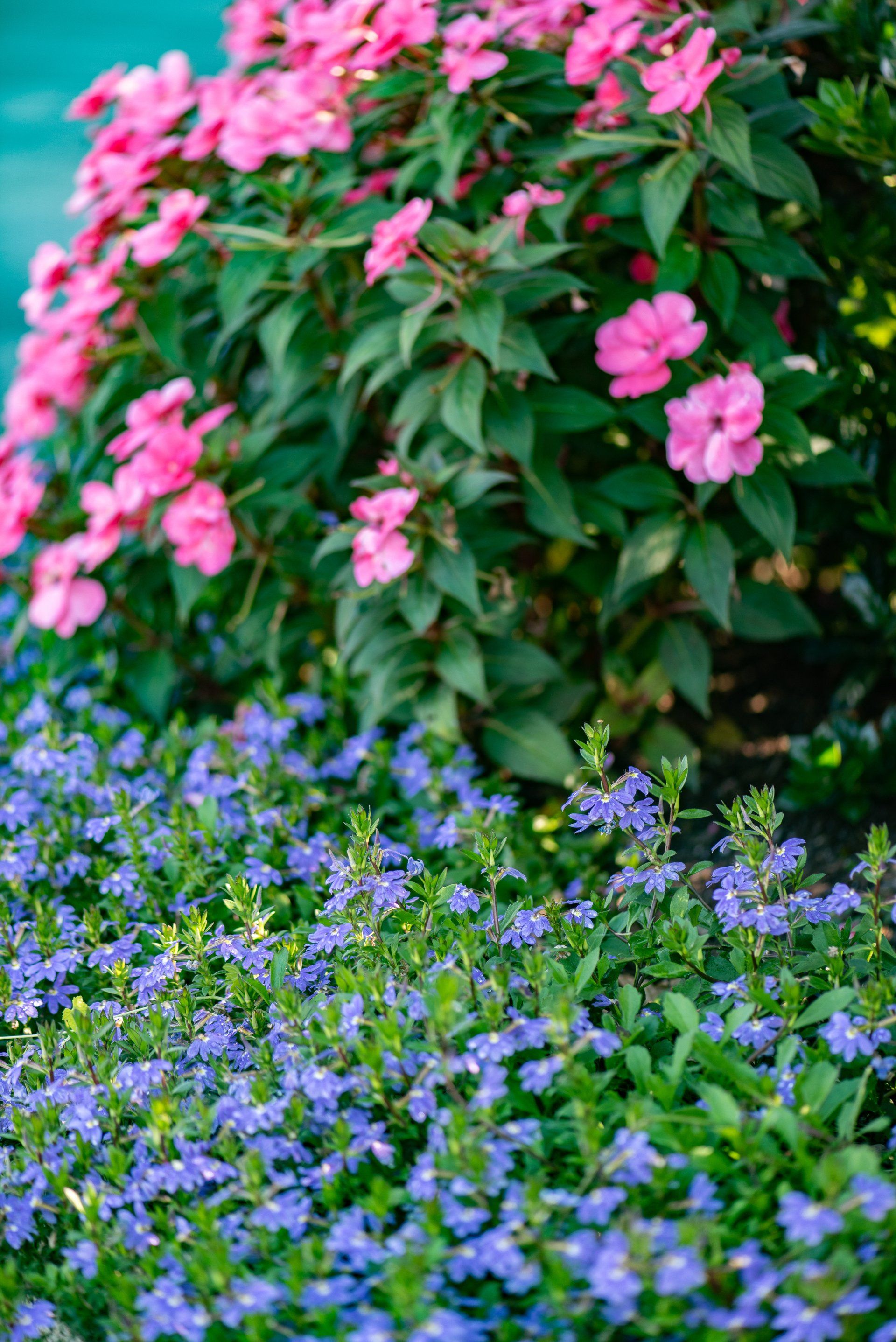 A bunch of pink and blue flowers are growing in a garden.
