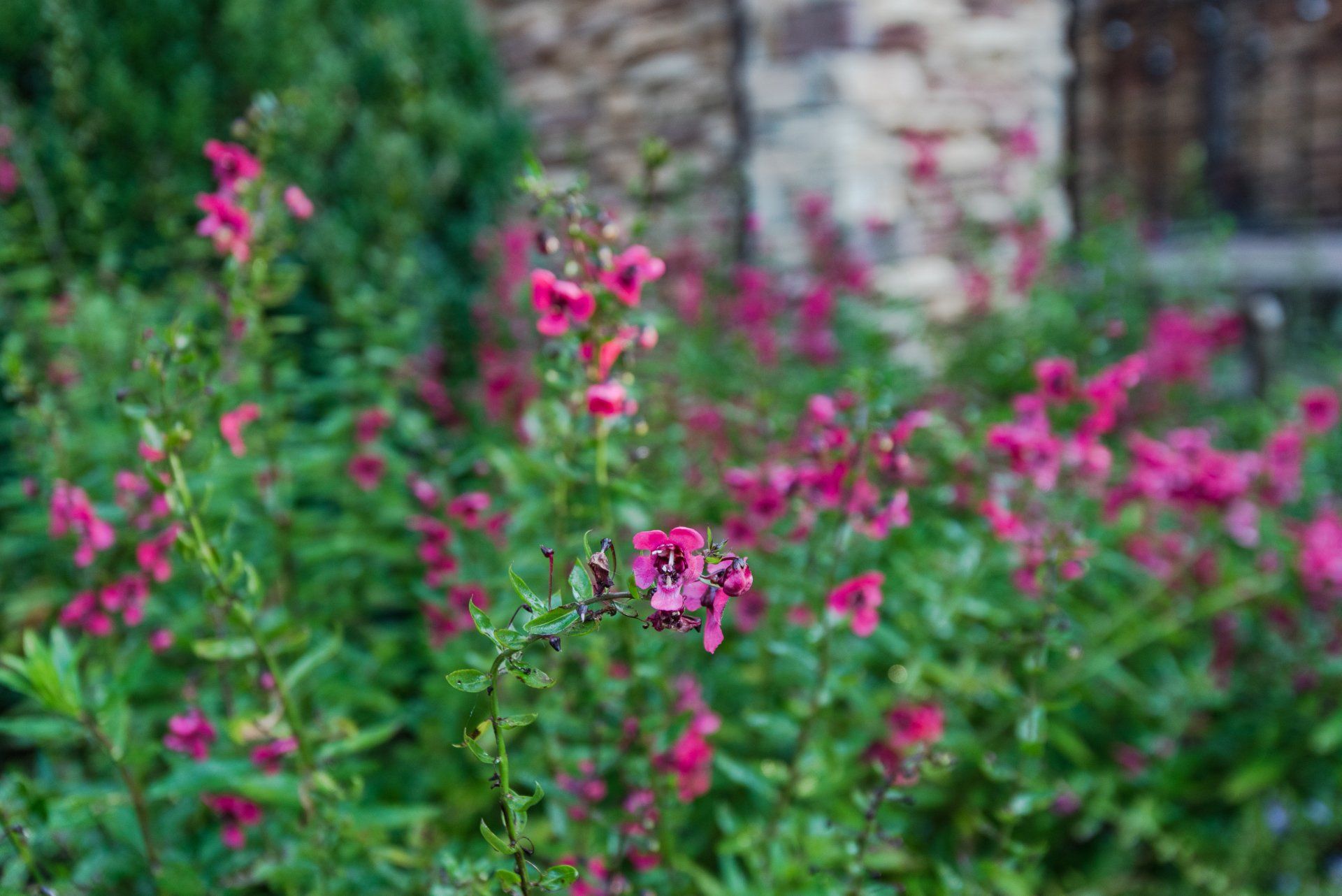A bush with pink flowers and green leaves in front of a stone wall.