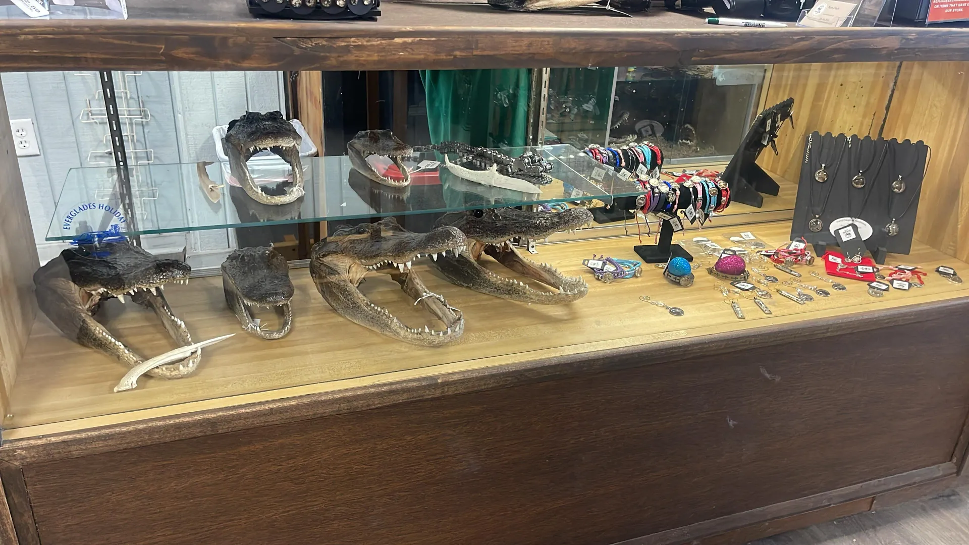 Everglades gift shop display with alligator heads and souvenirs after Miami Everglades tour
