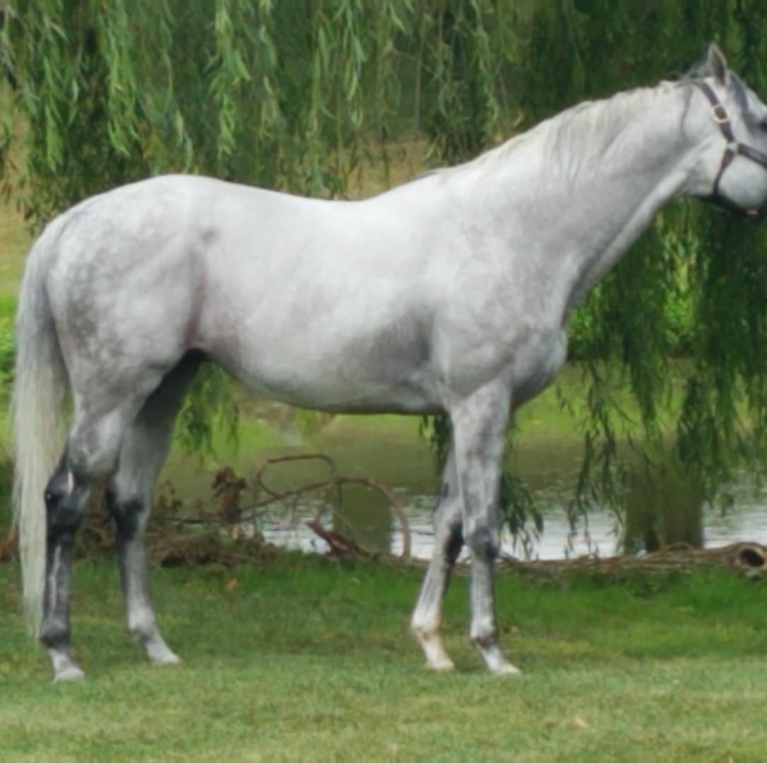 A white horse is standing in the grass near a pond.