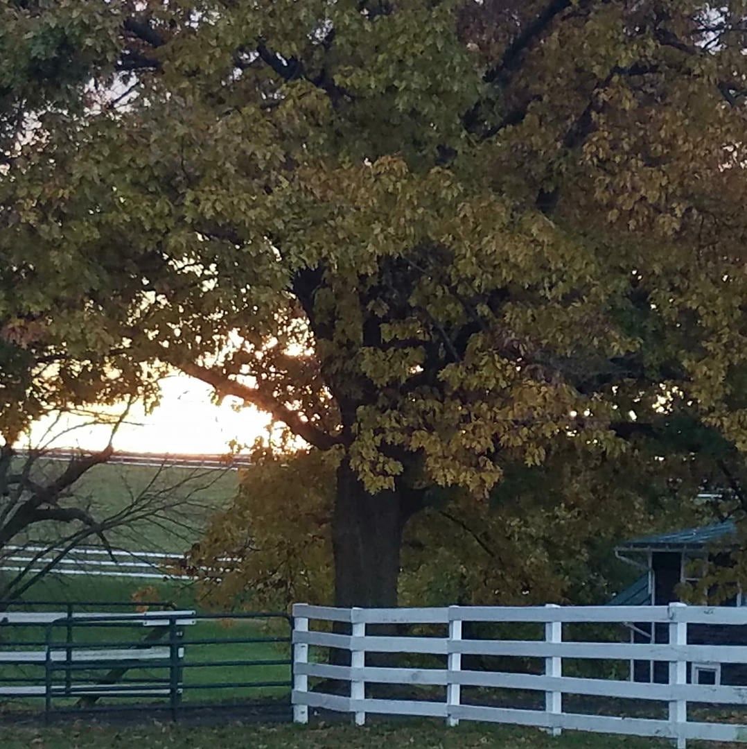 A white fence with a tree in the background