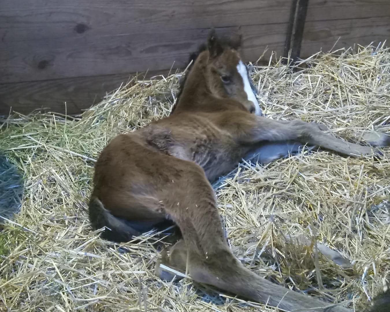 A small brown horse is laying in a pile of hay