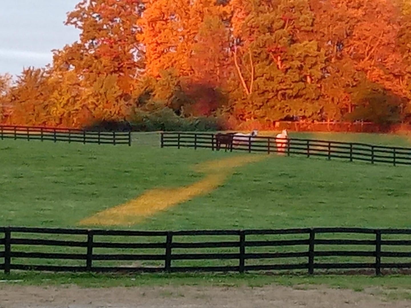 A horse in a field with a fence and trees in the background