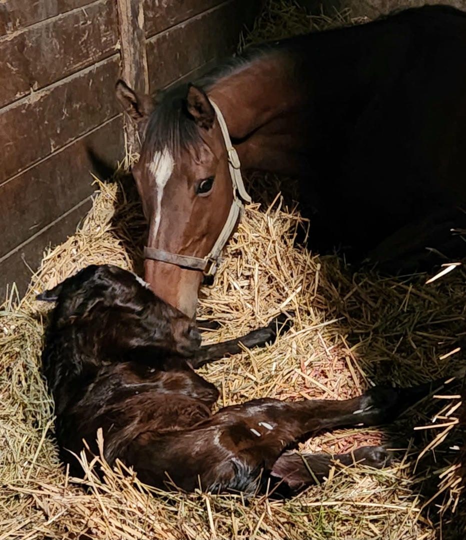 A horse and a foal are laying in a pile of hay.