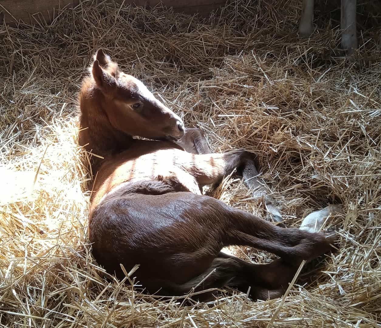 A brown horse is laying in a pile of hay