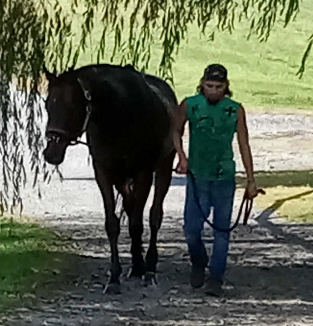A man is walking a black horse on a leash.