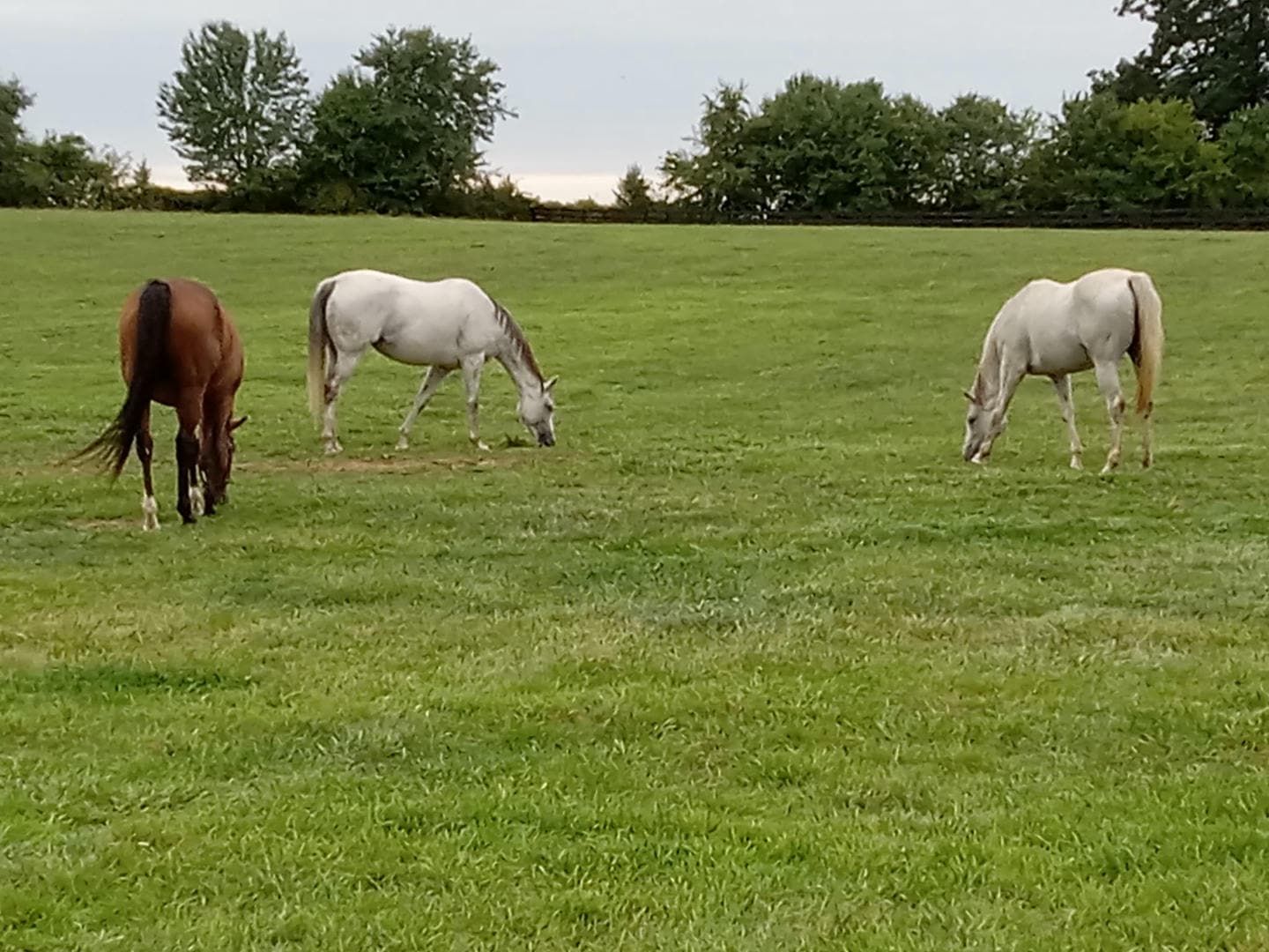 Three horses are grazing in a grassy field