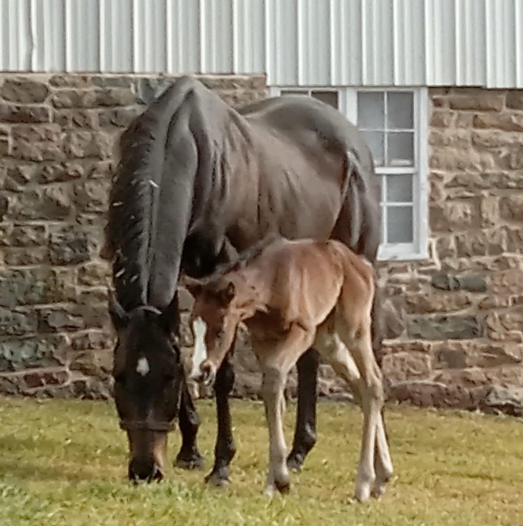 A black horse standing next to a brown foal in a field.