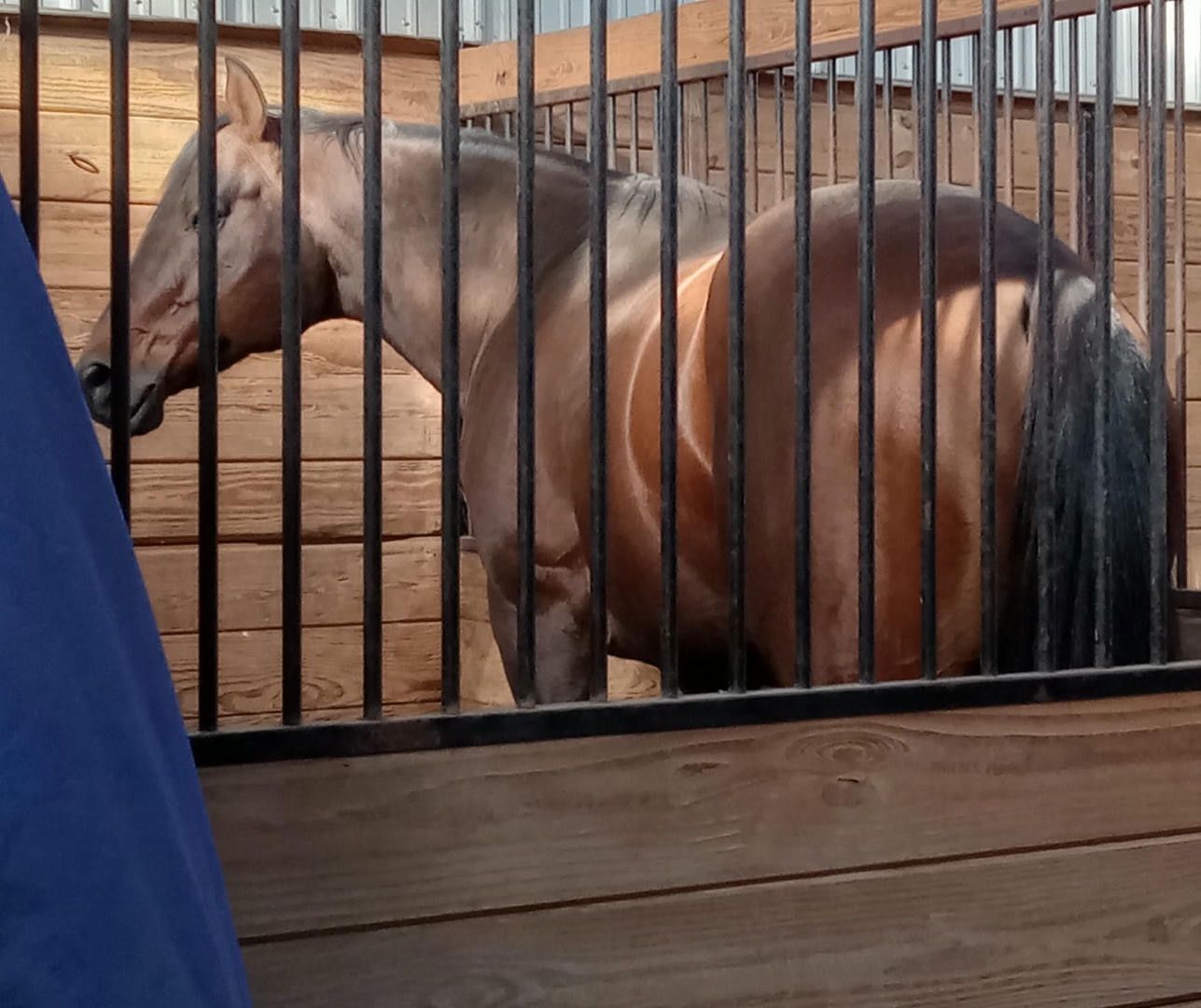 A horse is looking out of a stable window.