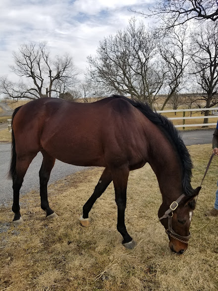 A man is walking a brown horse on a leash in a field.