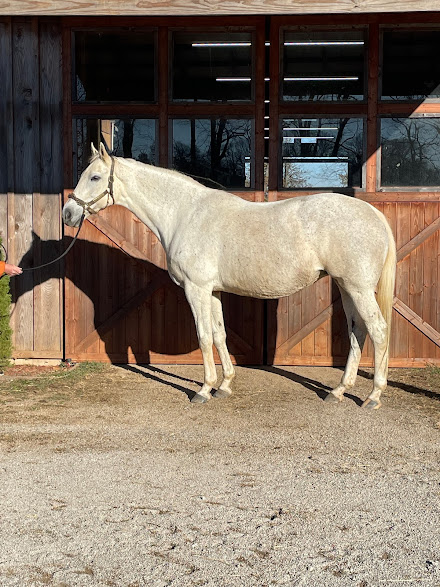 A white horse is standing in front of a wooden barn.