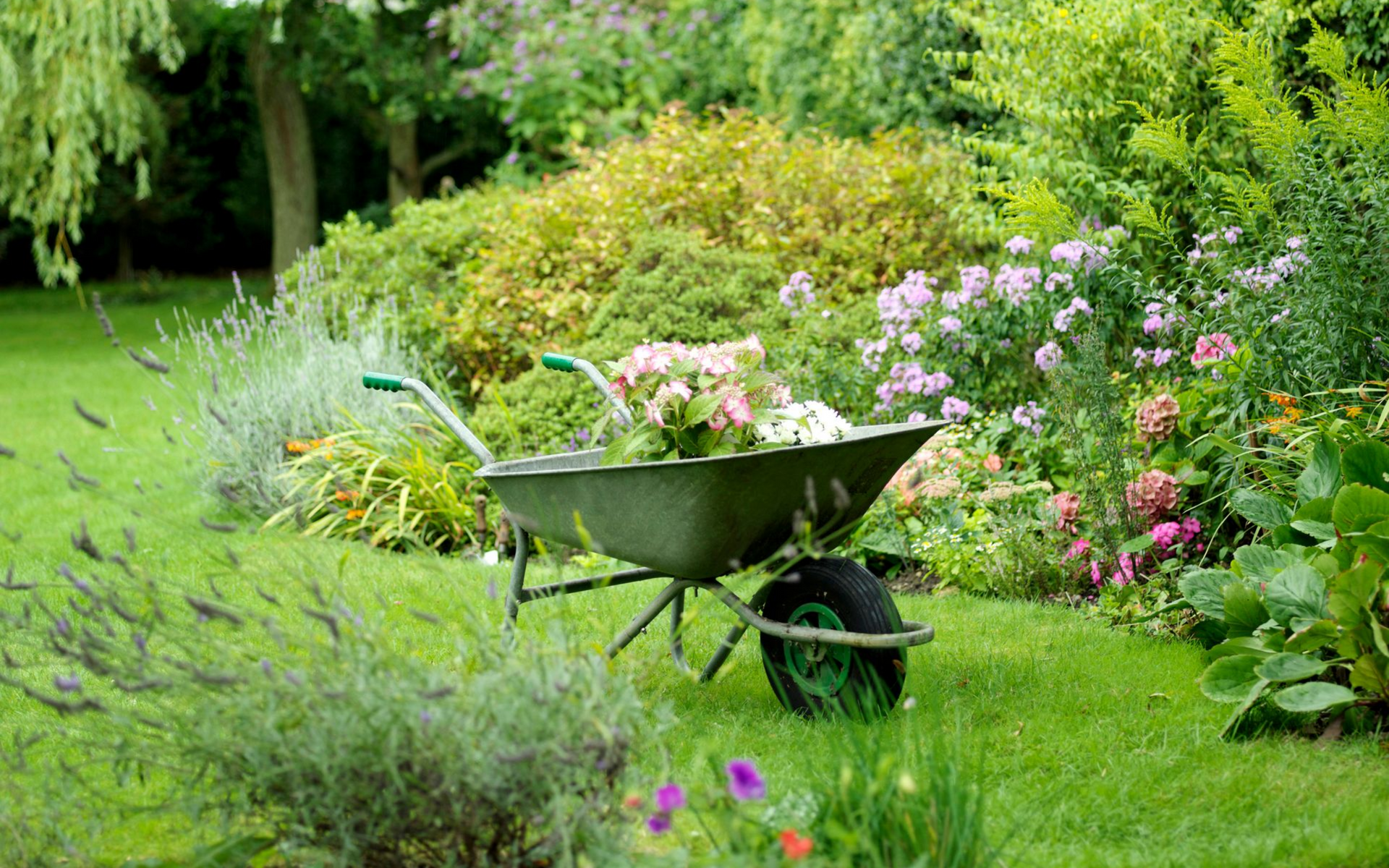 wheelbarrow in garden