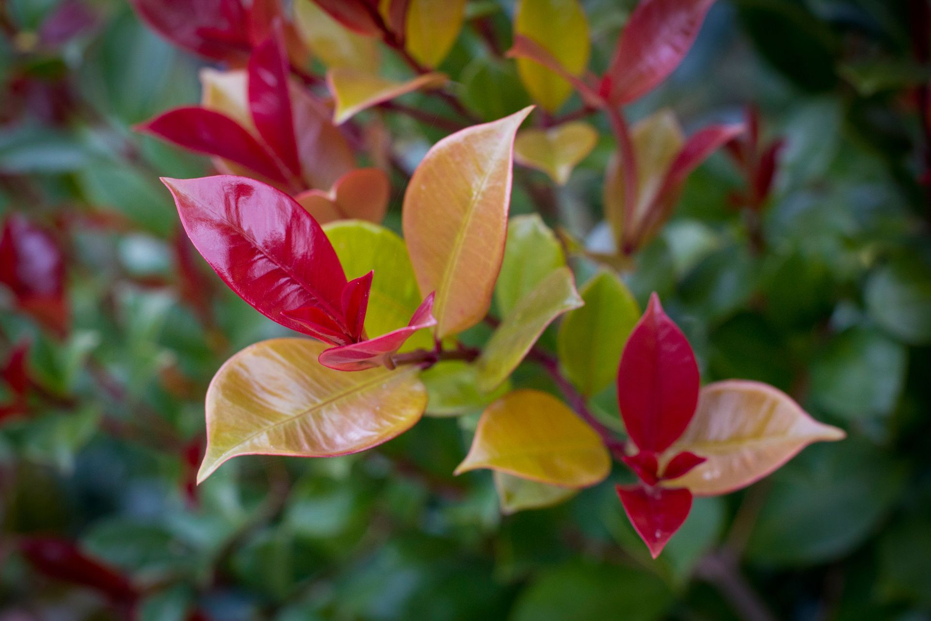 Garden Supplies Shop Glenorchy TAS