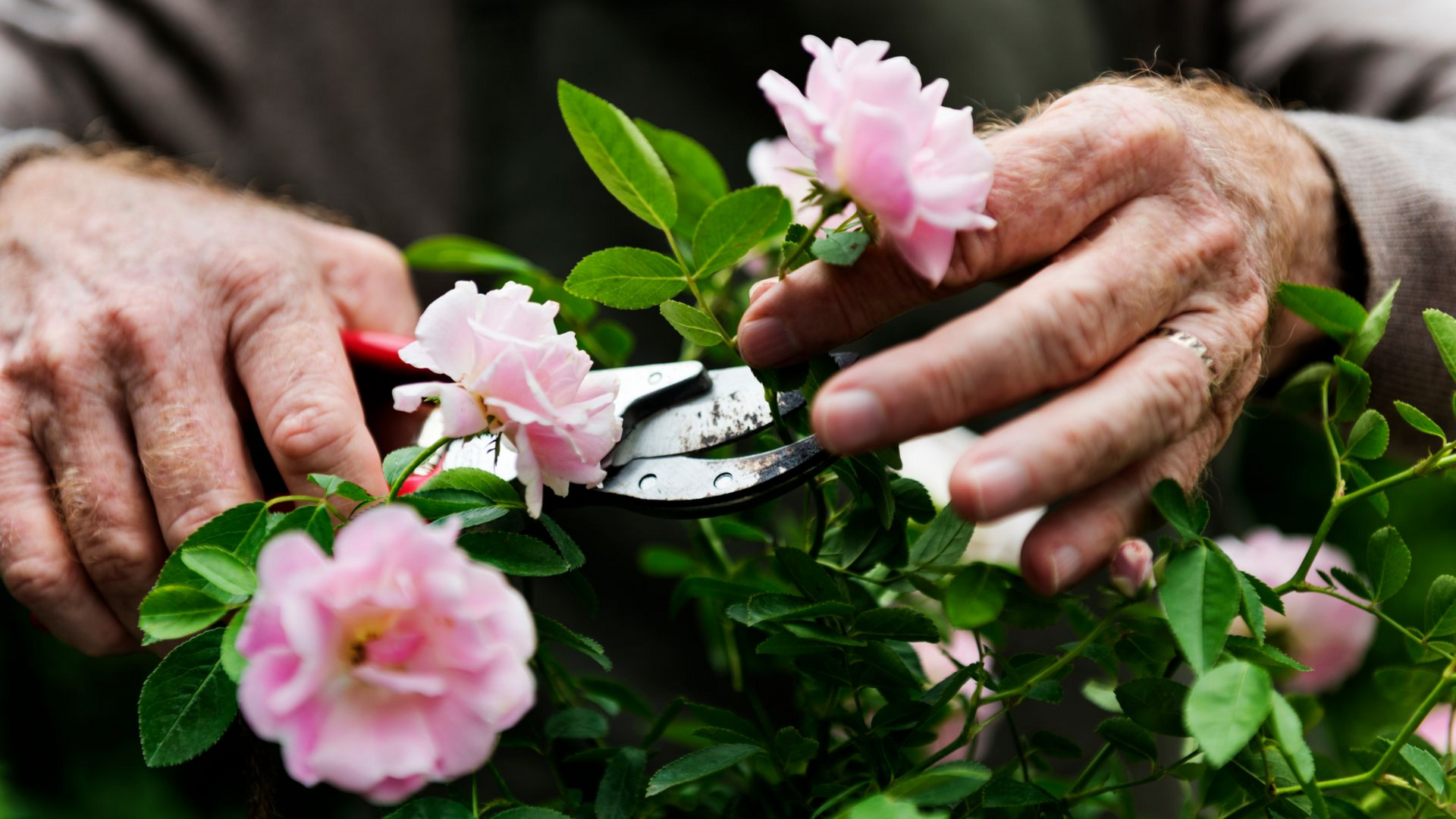 pruning roses 
