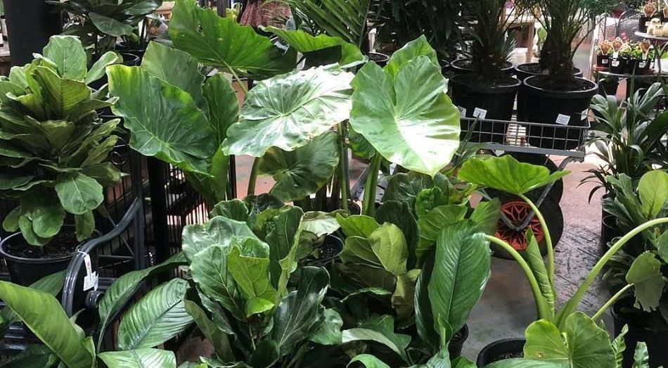Stonemans Garden Centre advanced houseplants