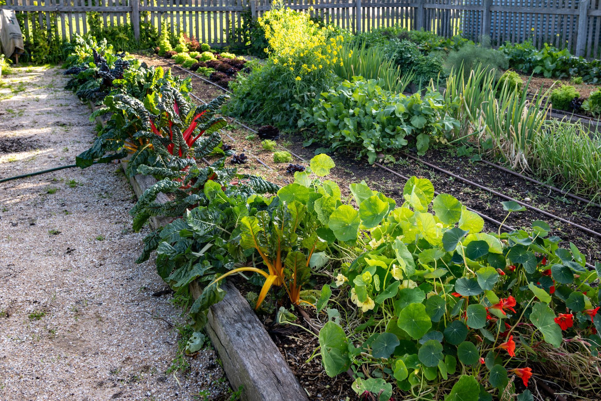 Rows of leafy vegetables growing in a well-maintained garden bed. Rows of leafy vegetables growing in a well-maintained garden bed.