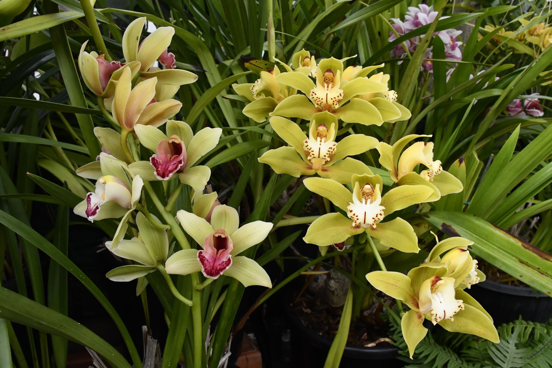 Closeup to a couple of beautiful greenish yellow flowers in a garden.