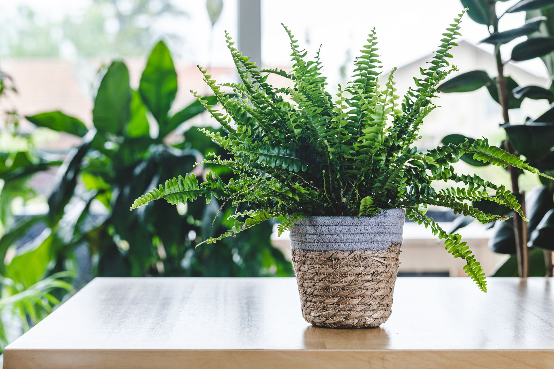 View of a potted fern on a table with many other plants and a window in the background. View of a potted fern on a table with many other plants and a window in the background.