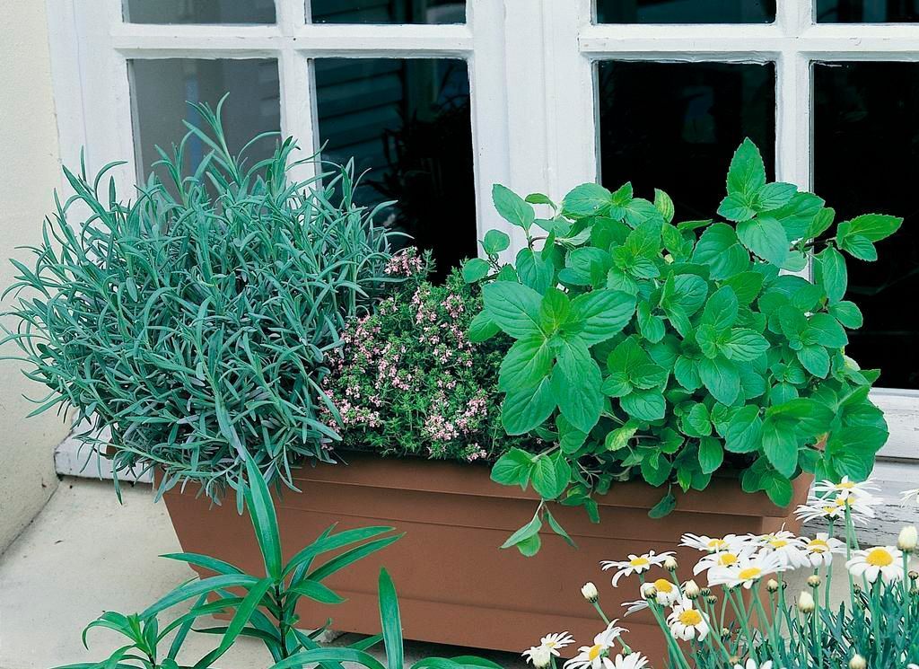 herbs growing in trough planter