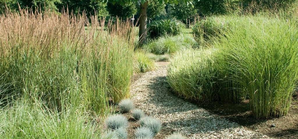 ornamental grasses