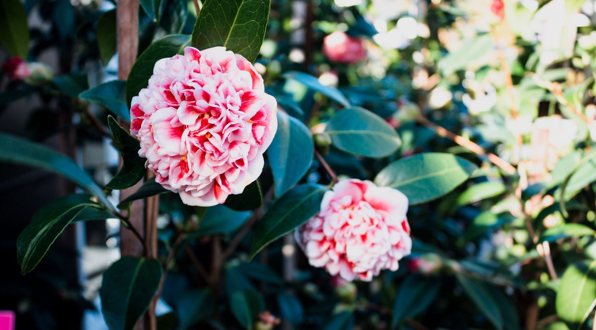 camellia volunteer