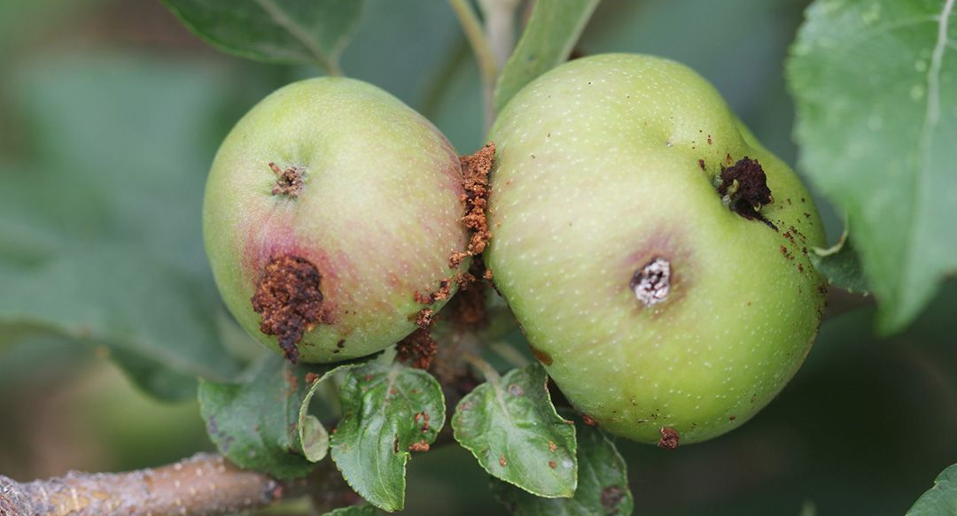 codling moth on green apple